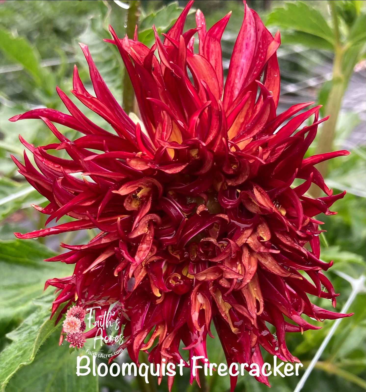 Bloomquist Firecracker - Image 3