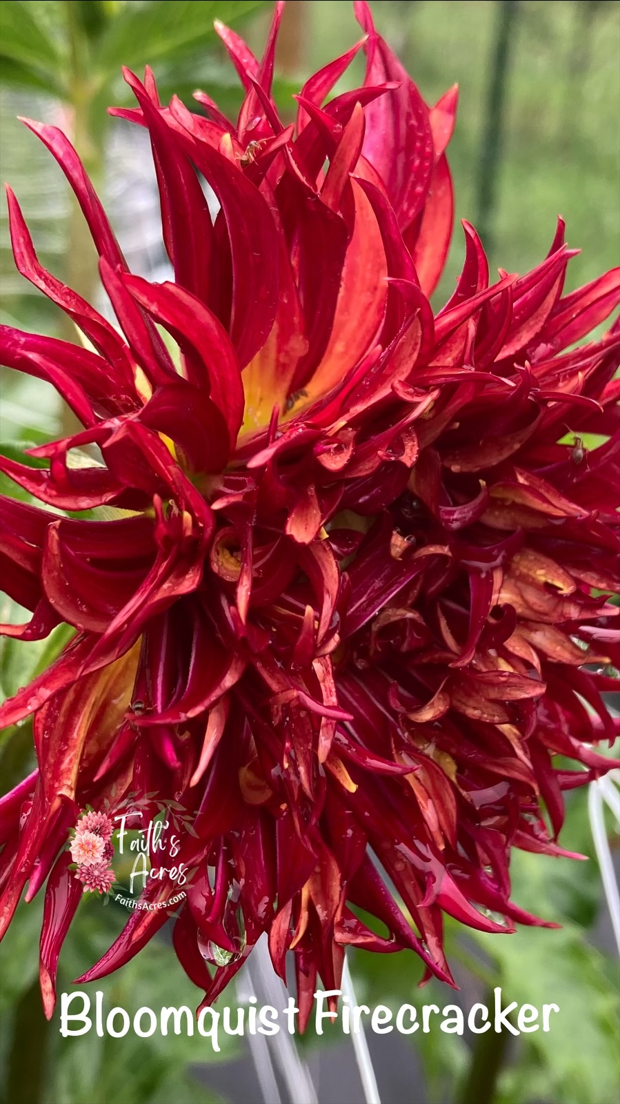 Bloomquist Firecracker - Image 2