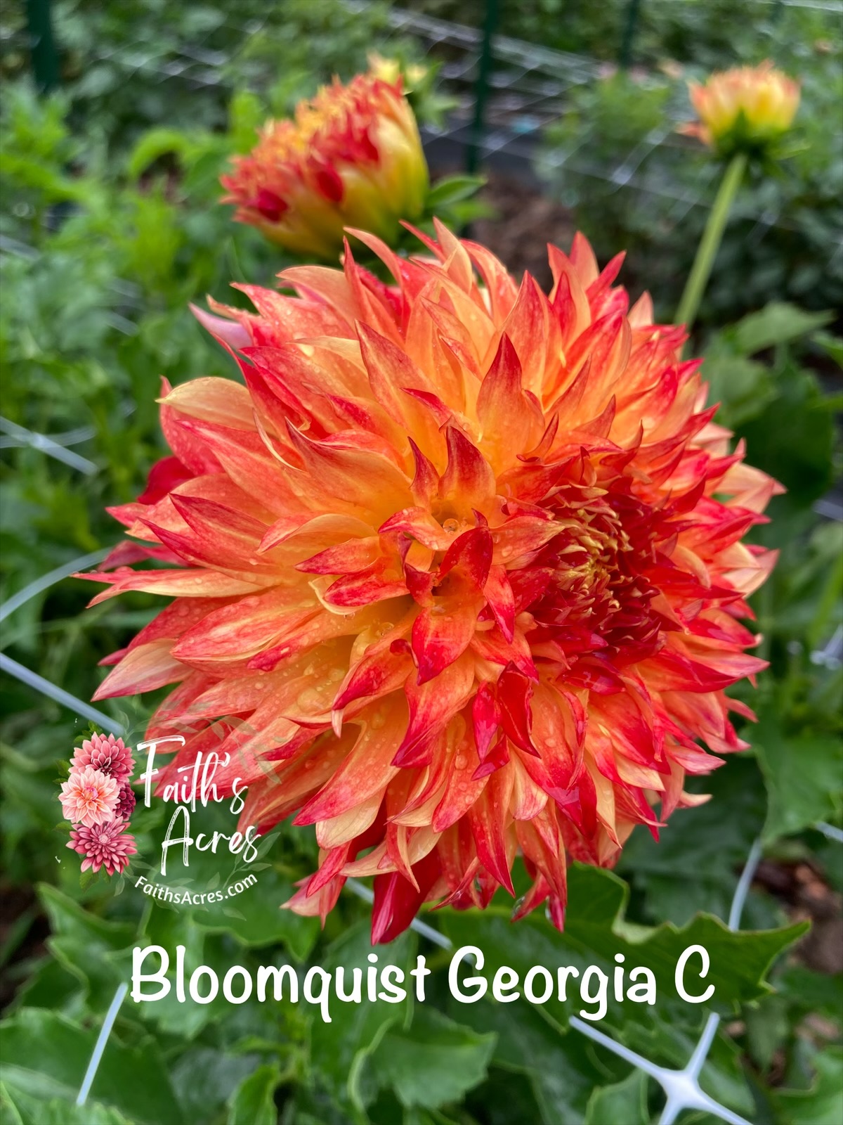 Bloomquist Georgia C - Image 3