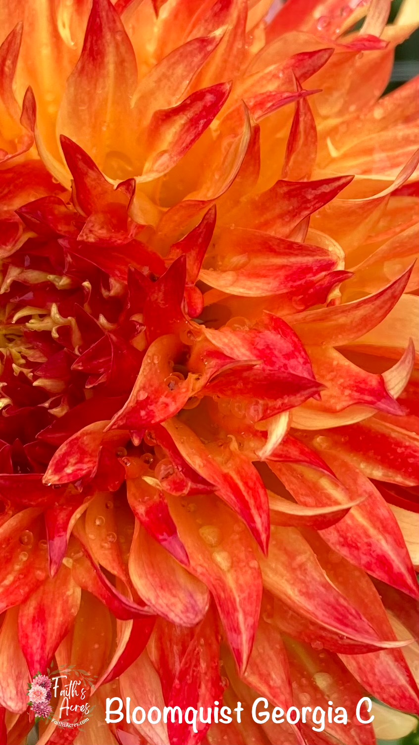 Bloomquist Georgia C - Image 4