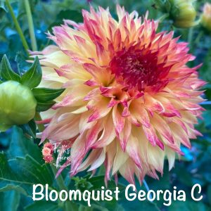 Bloomquist Georgia C