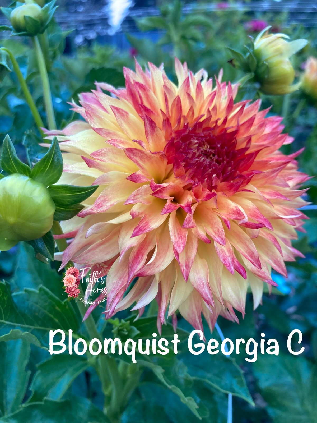 Bloomquist Georgia C