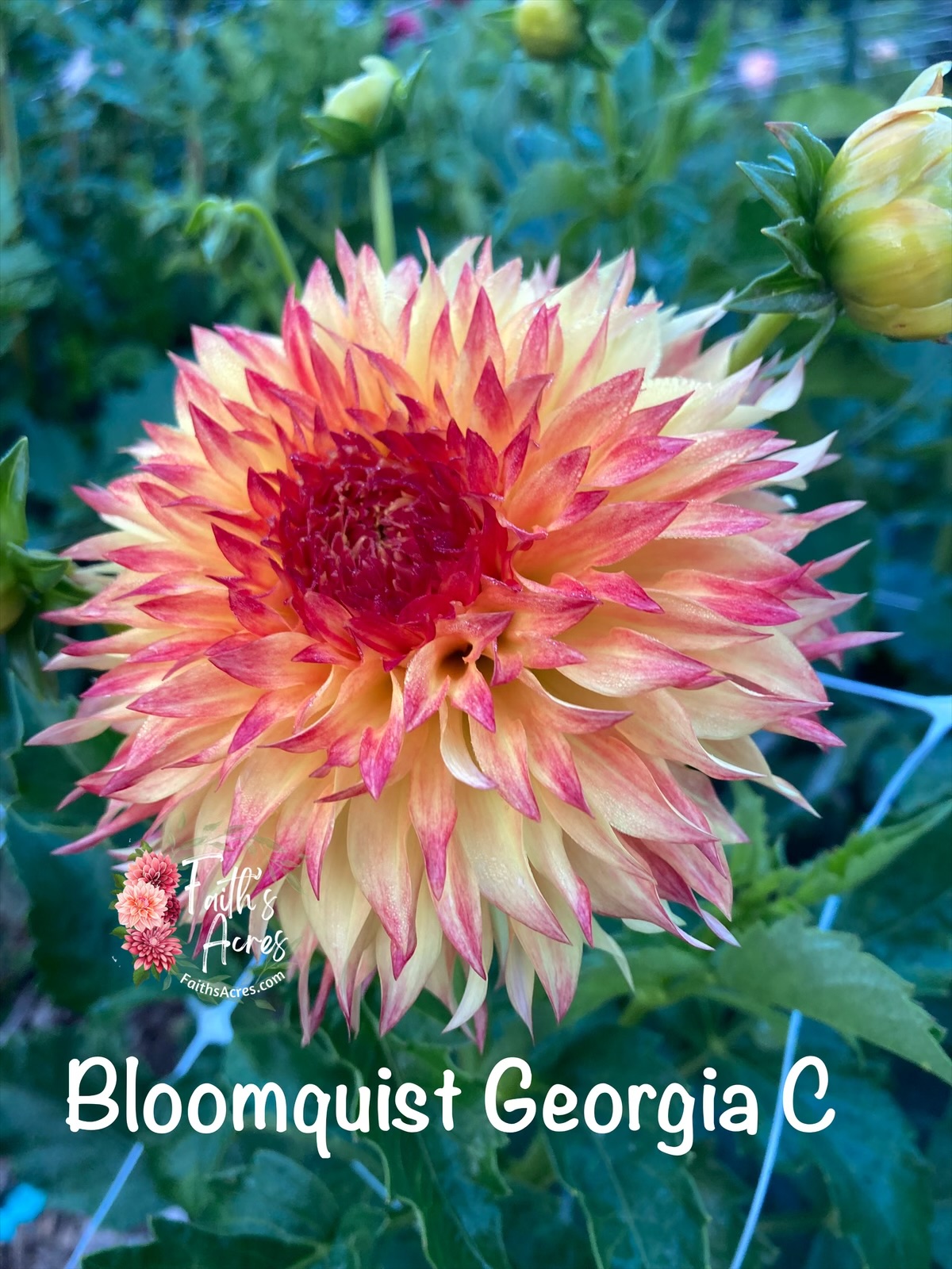 Bloomquist Georgia C - Image 2