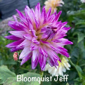 Bloomquist Jeff