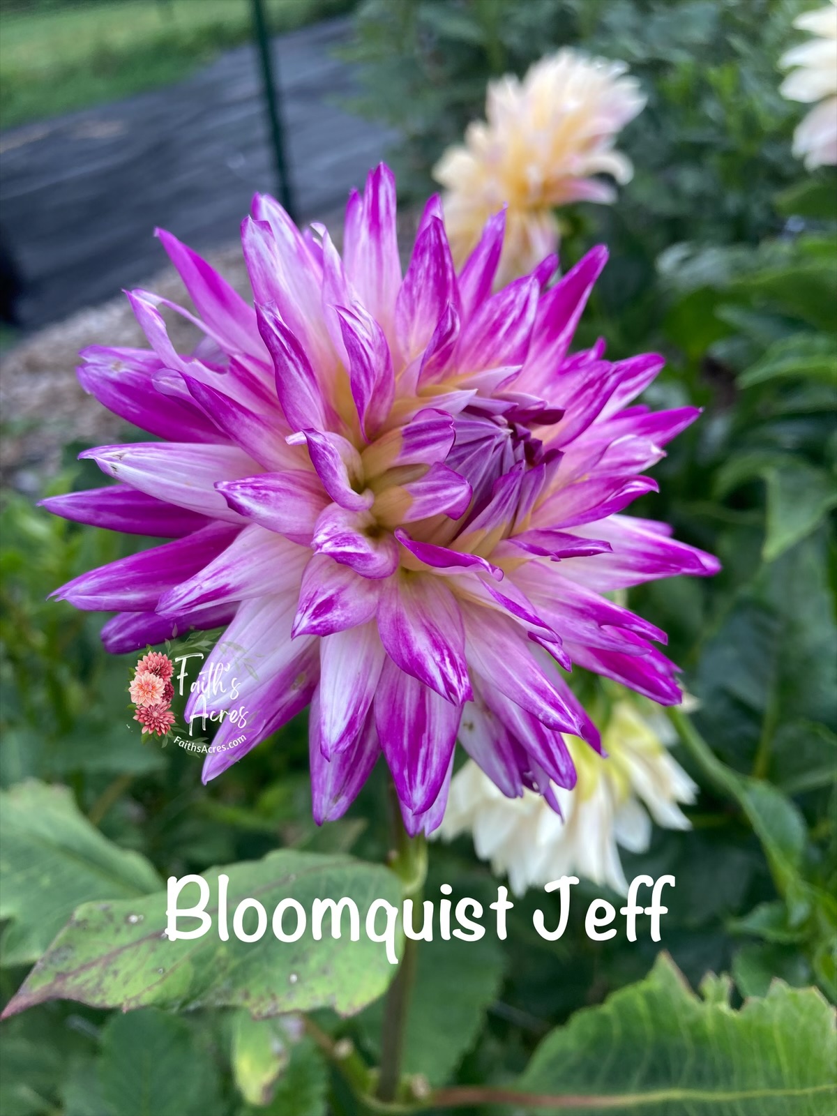 Bloomquist Jeff