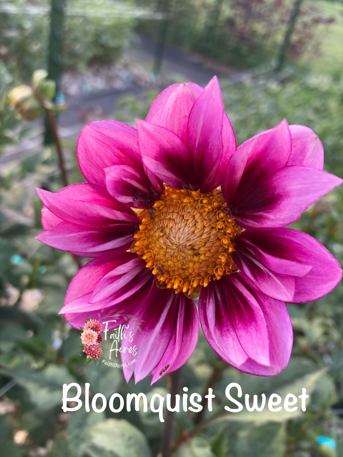 Bloomquist Sweet - Image 2