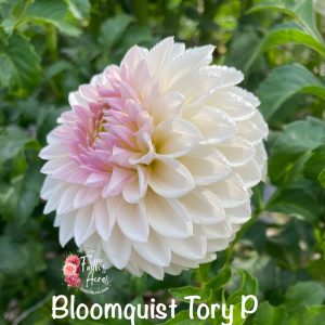 Bloomquist Tory P