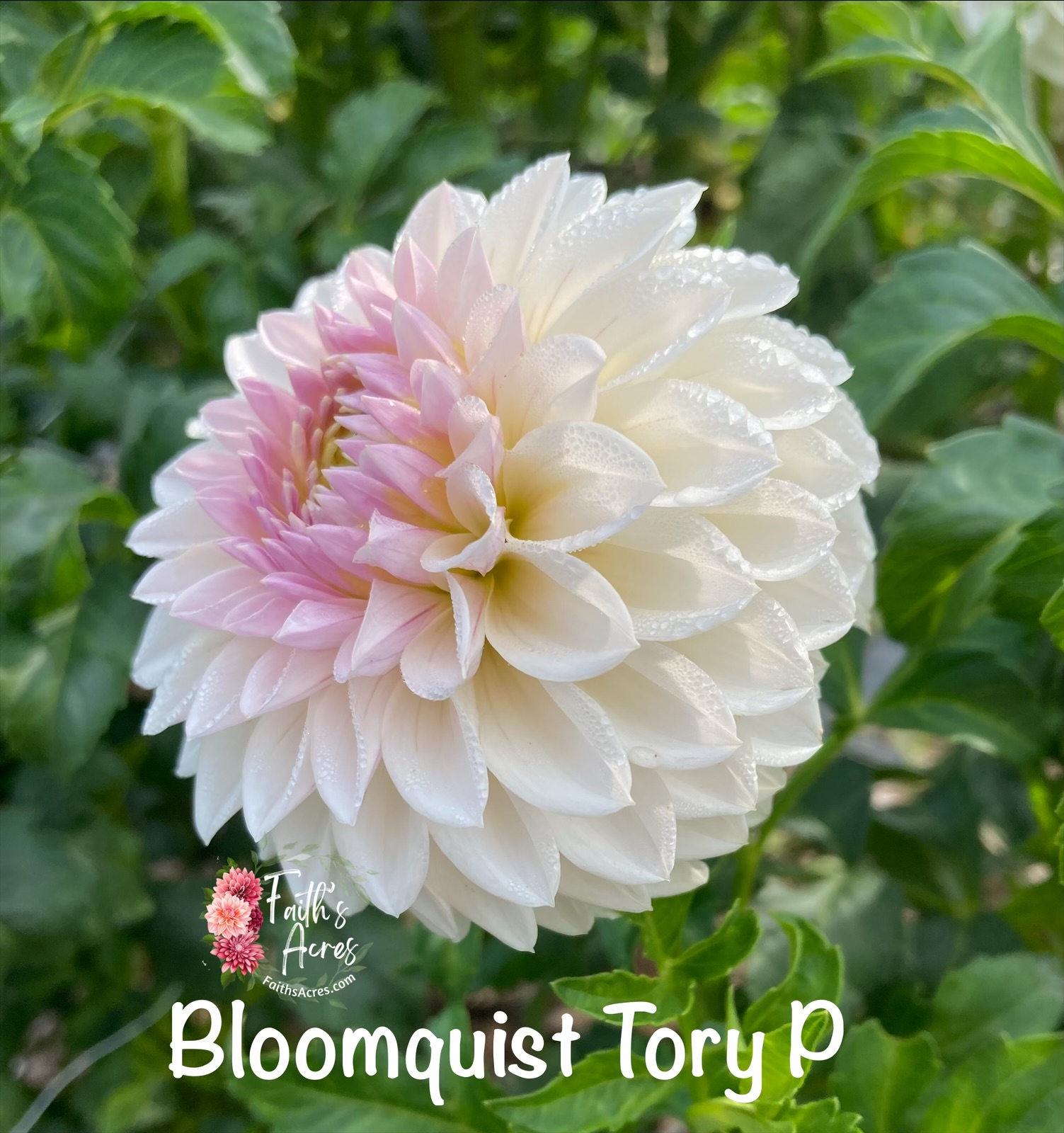 Bloomquist Tory P