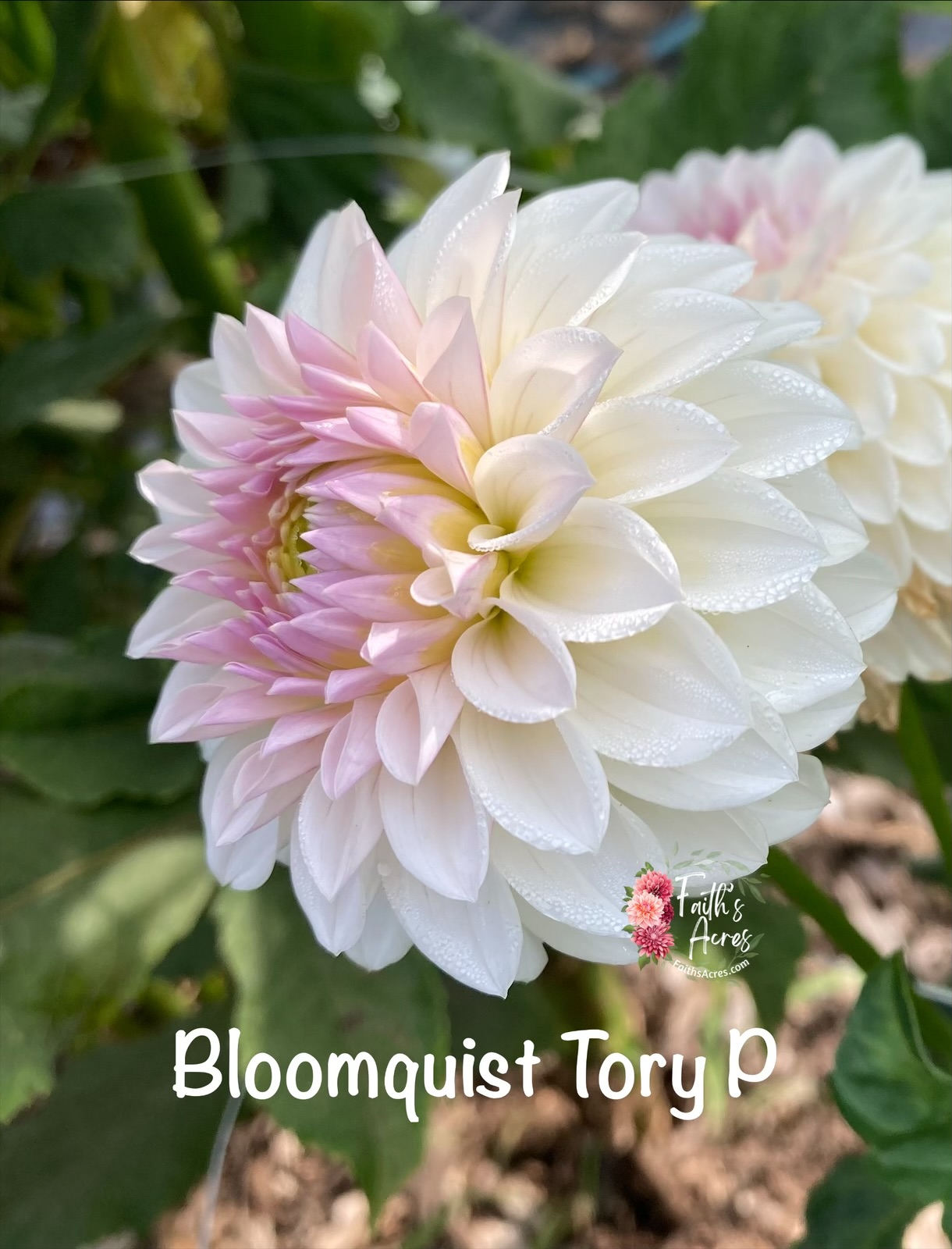 Bloomquist Tory P - Image 3