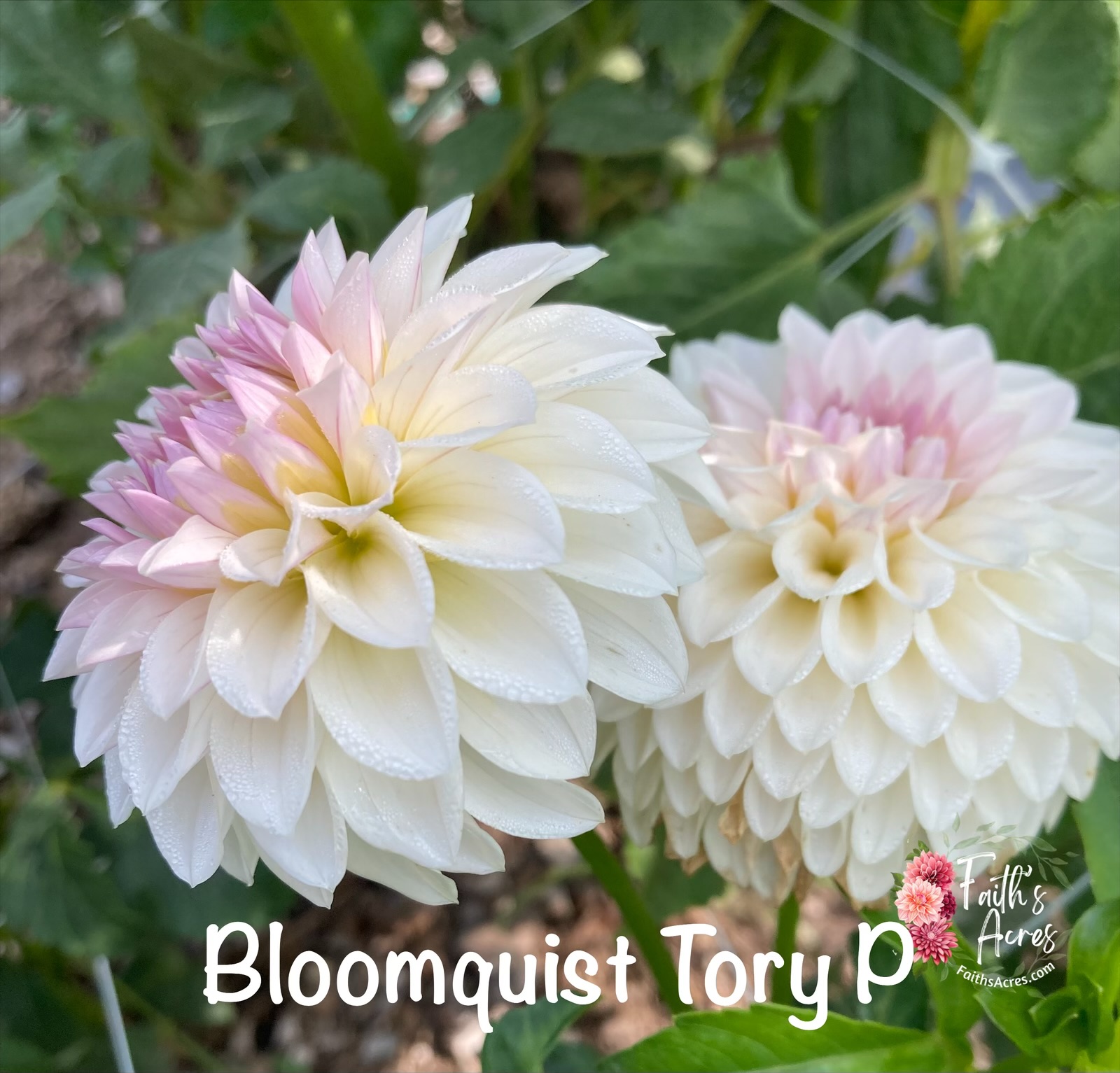 Bloomquist Tory P - Image 2