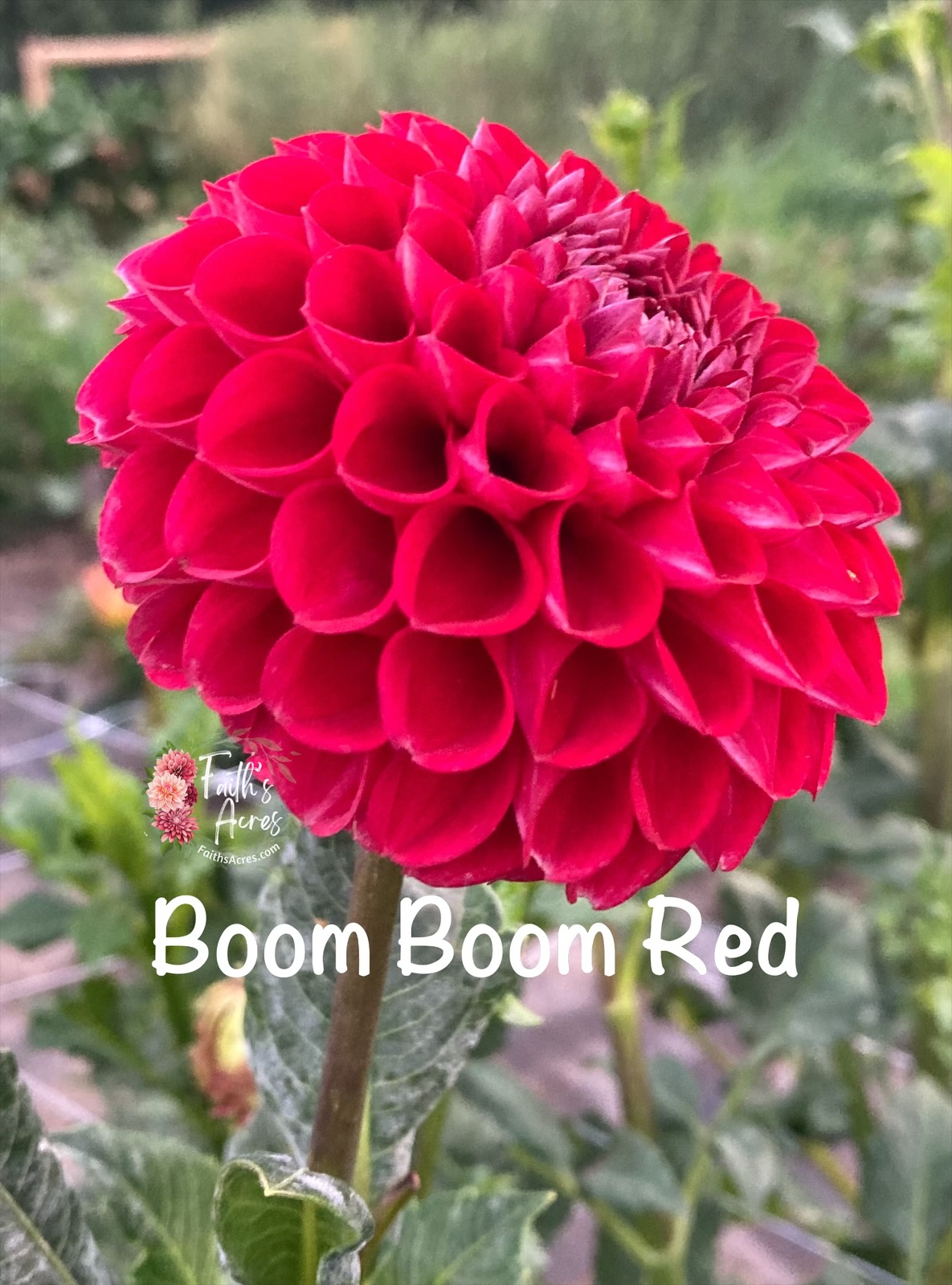 Boom Boom Red - Image 3