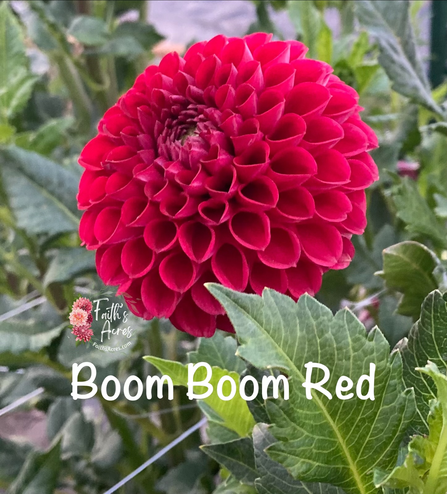 Boom Boom Red - Image 2