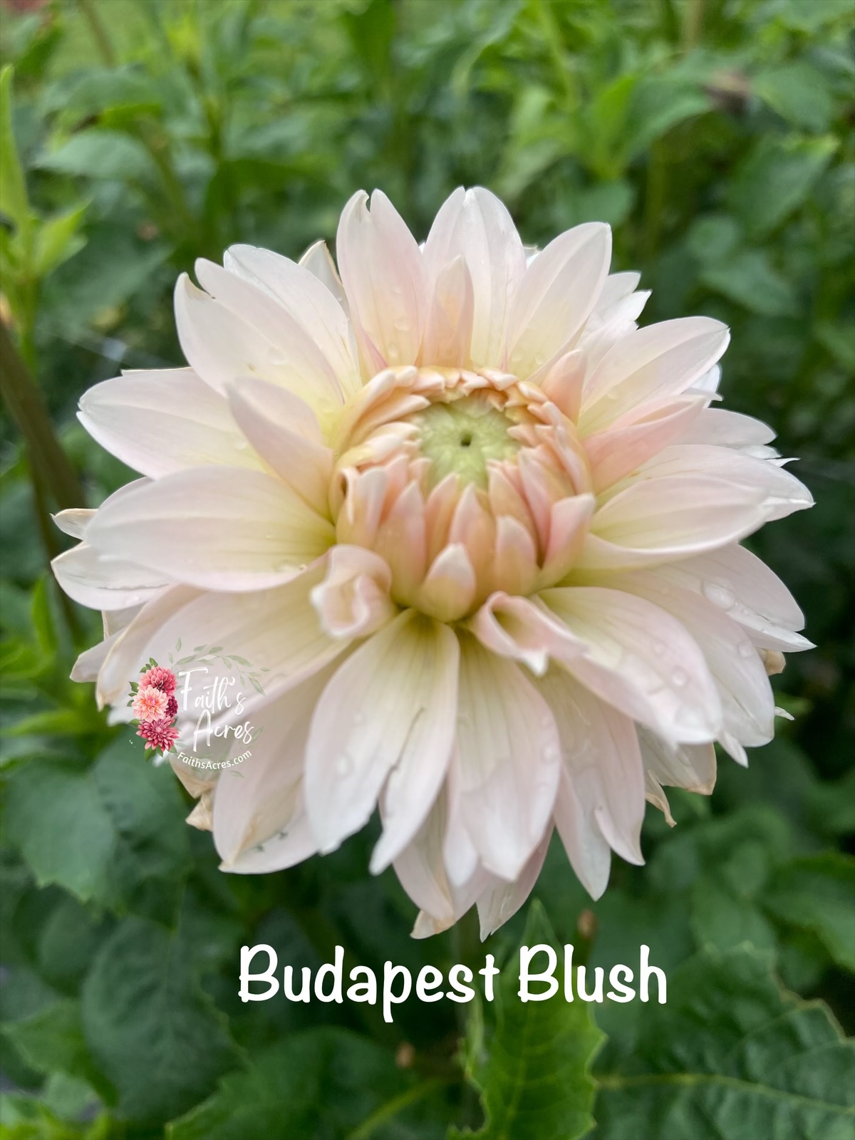 Budapest Blush - Image 3