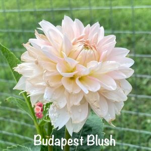 Budapest Blush