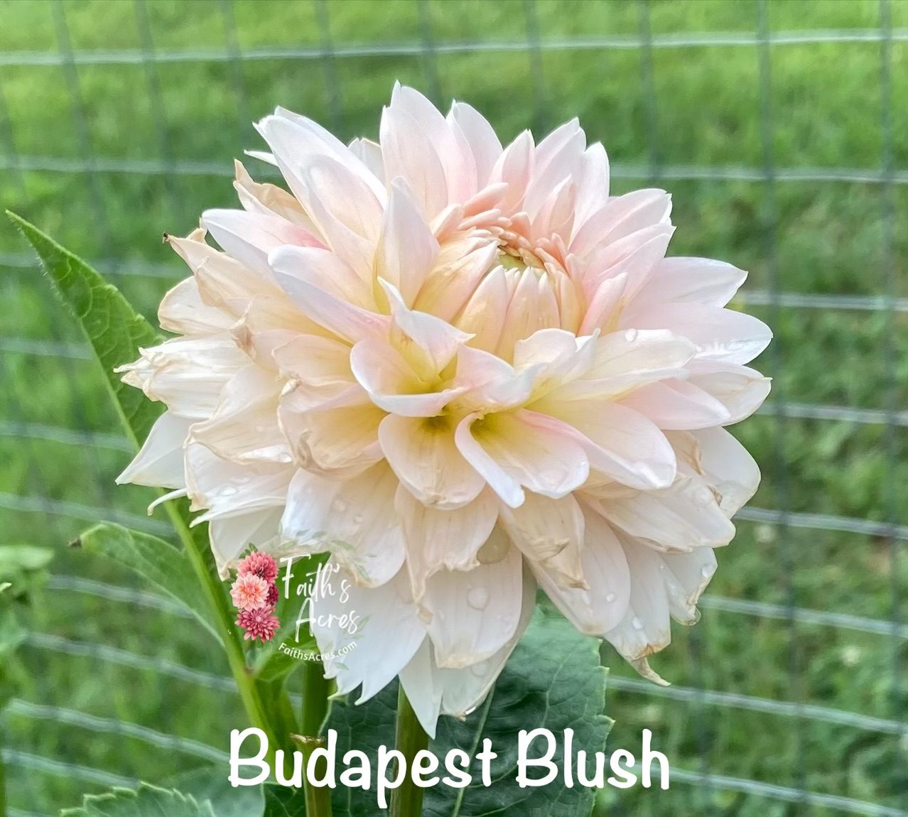Budapest Blush