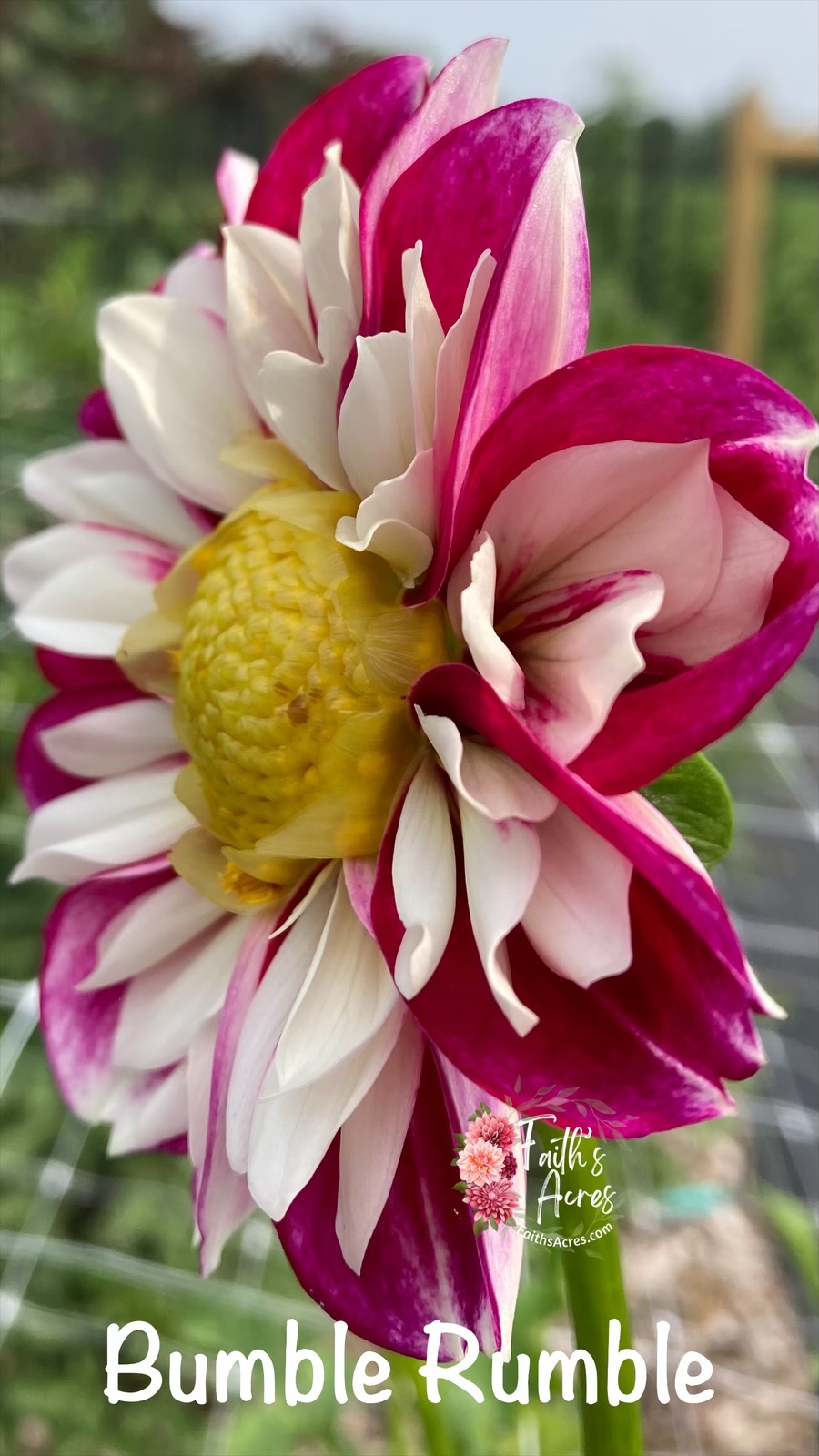 Bumble Rumble - Image 6