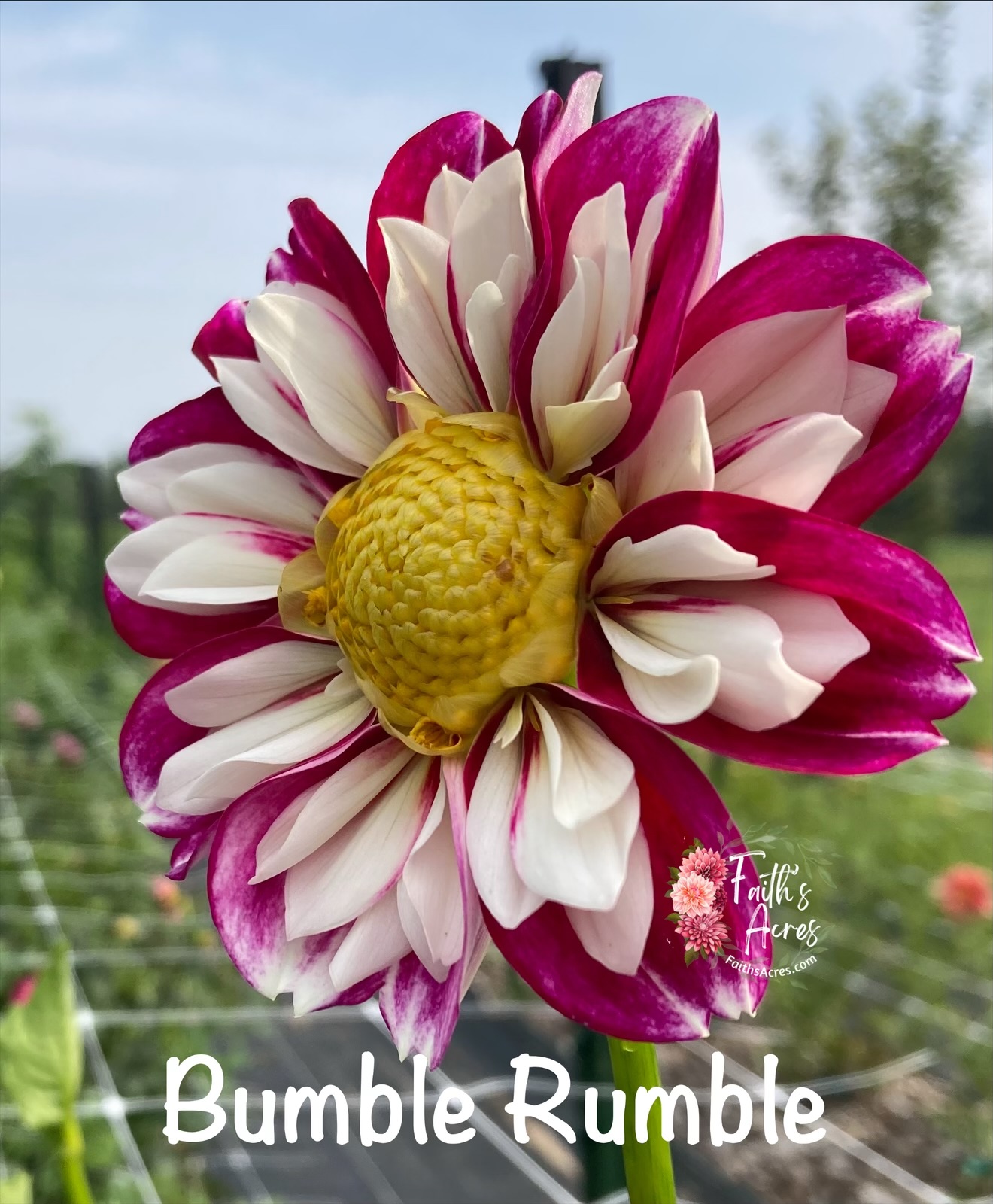 Bumble Rumble - Image 5