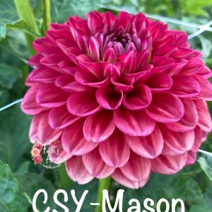 CSY-Mason