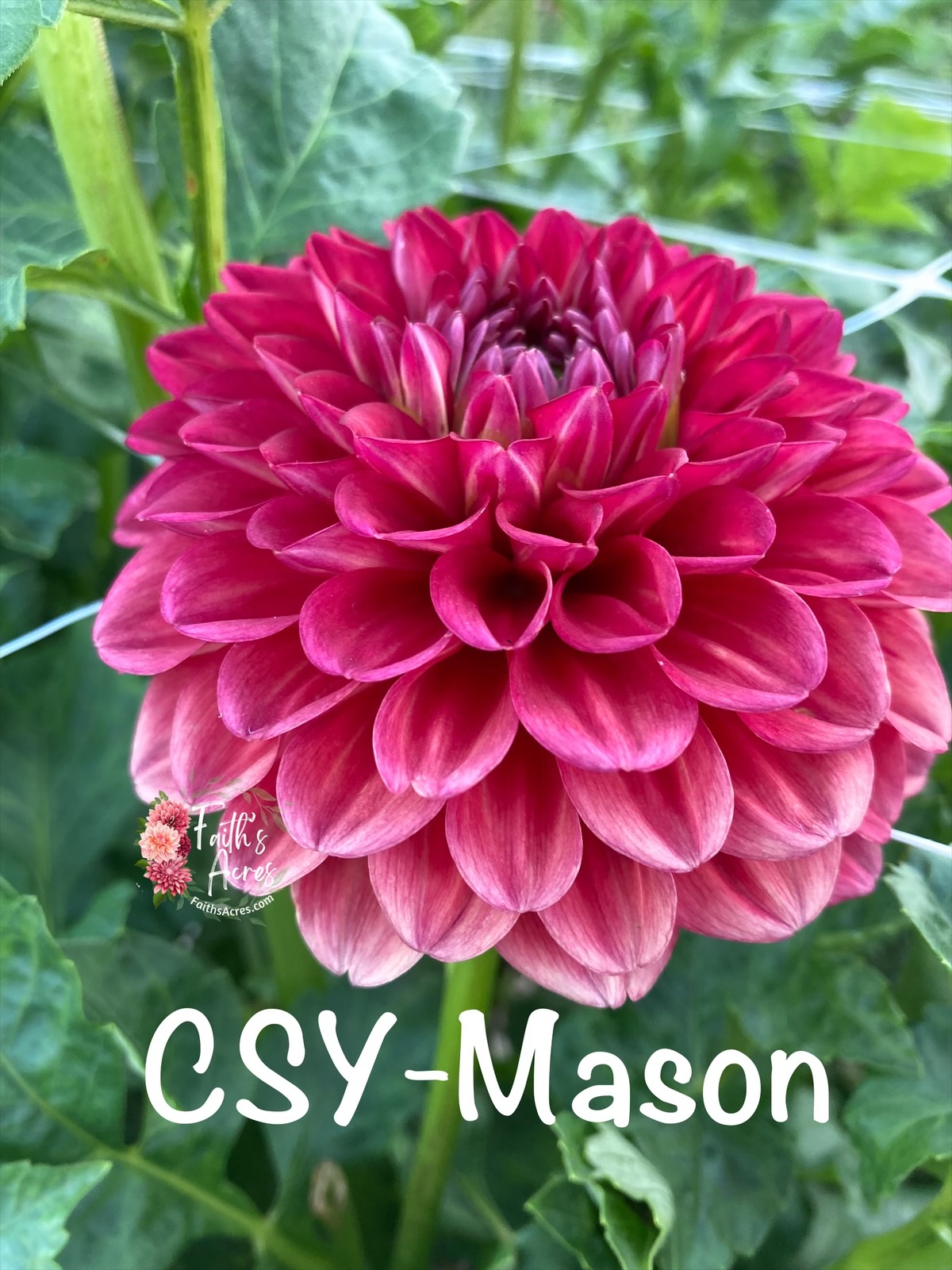 CSY-Mason