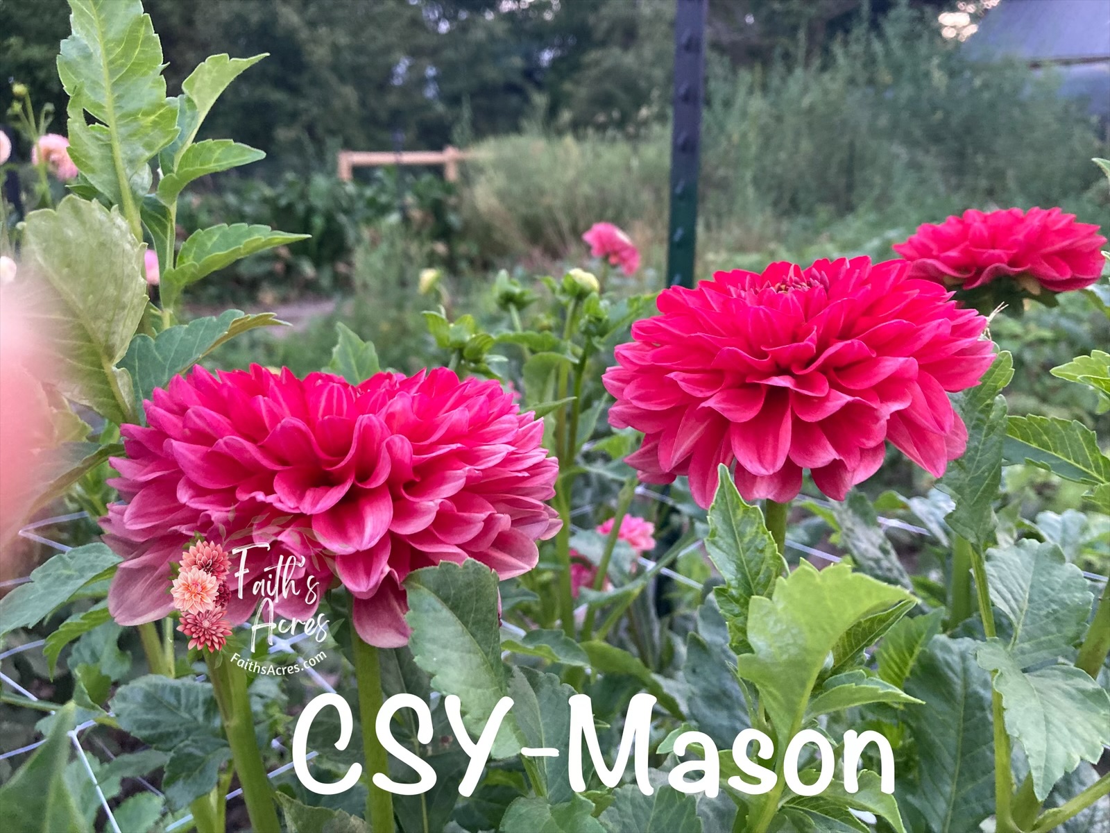 CSY-Mason - Image 3