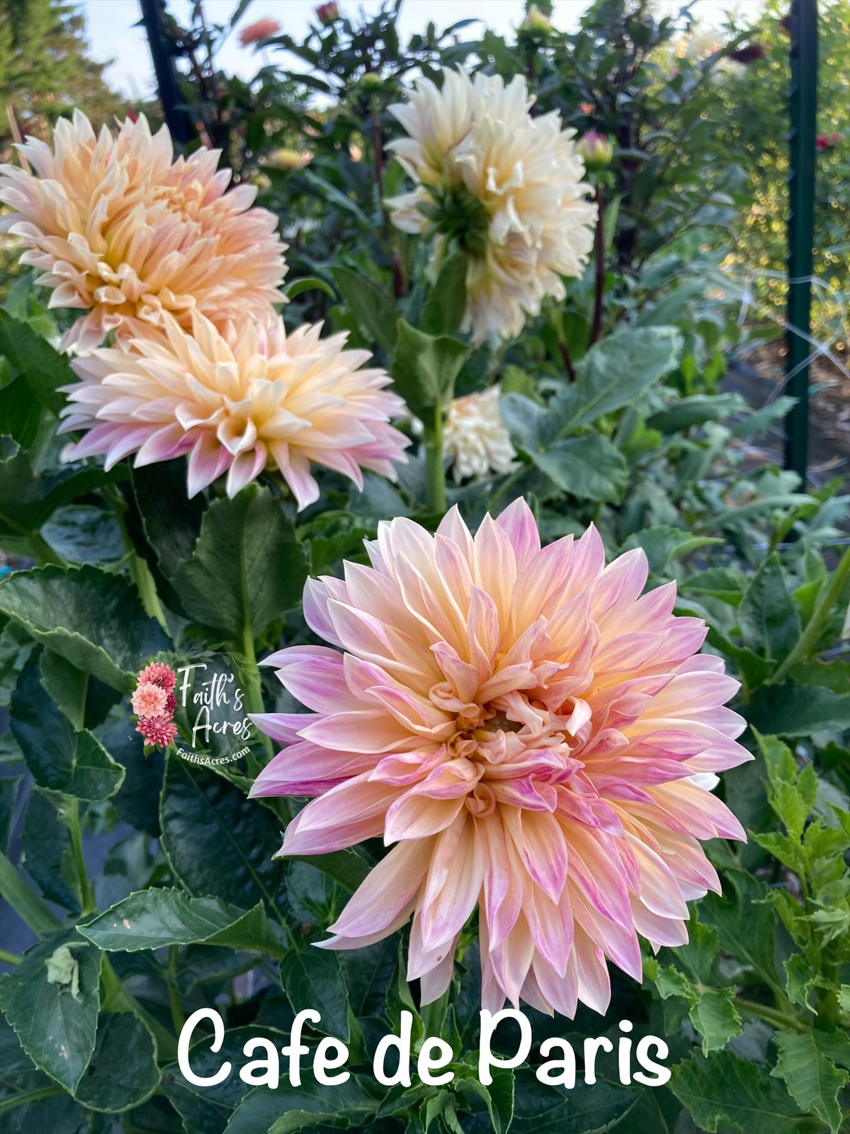 Cafe de' Paris - Image 2