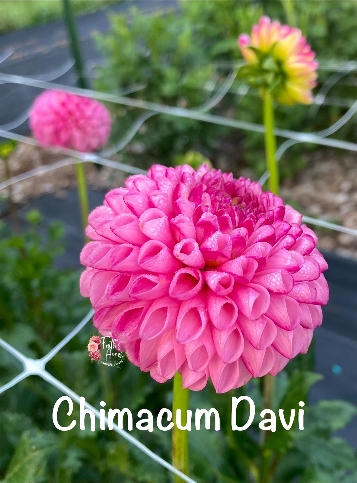 Chimacum Davi - Image 3