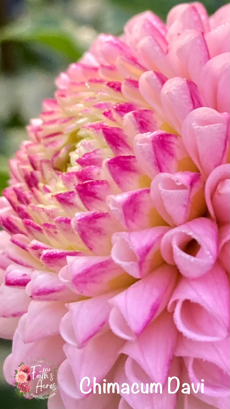 Chimacum Davi - Image 4