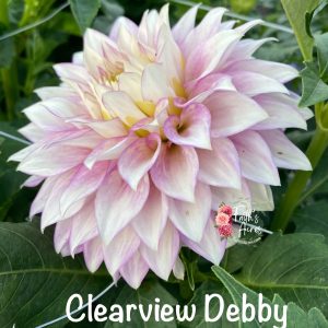 Clearview Debby