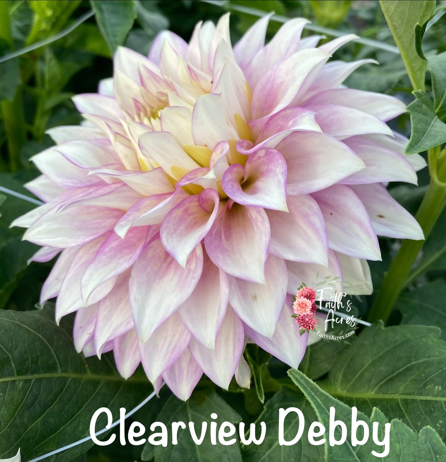 Clearview Debby