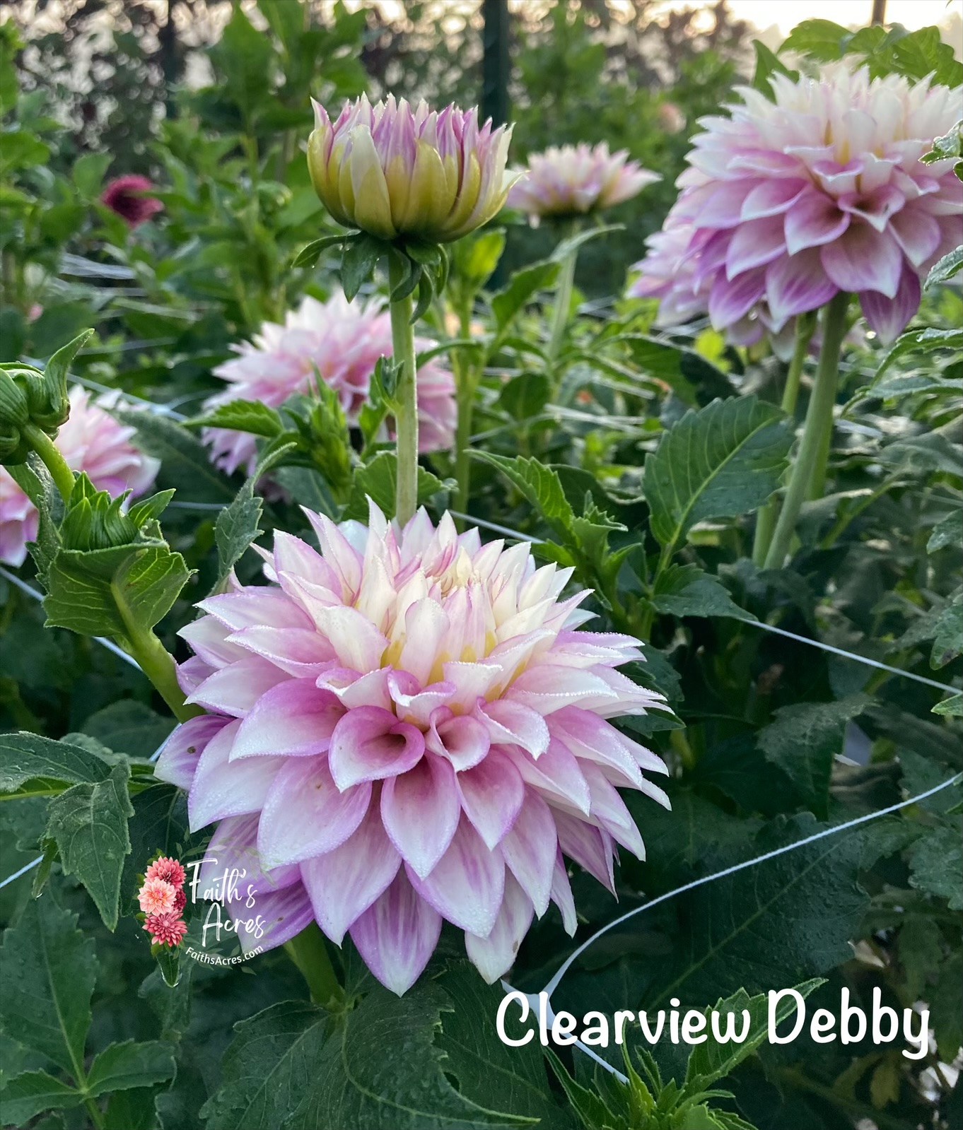 Clearview Debby - Image 2