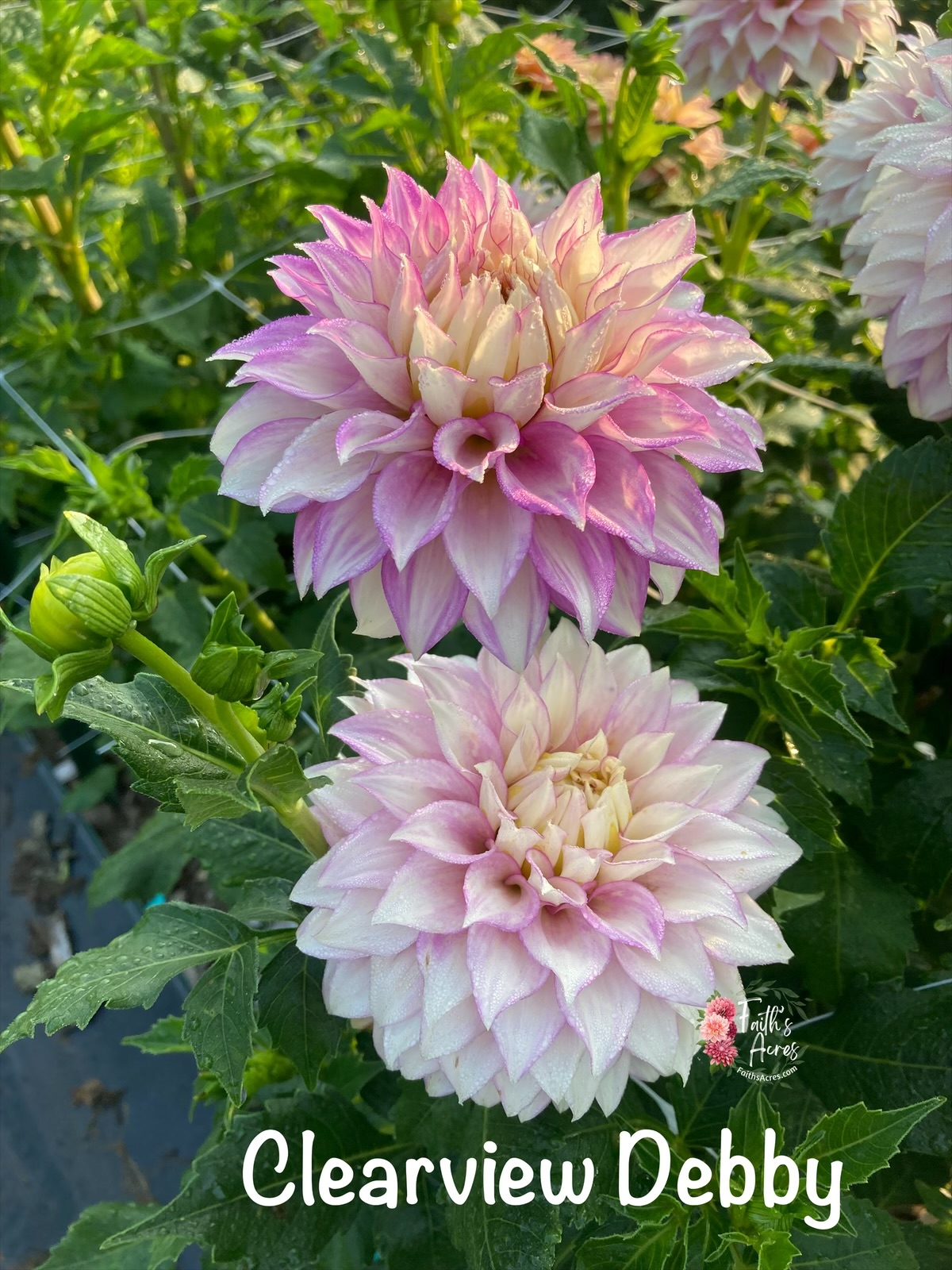 Clearview Debby - Image 3