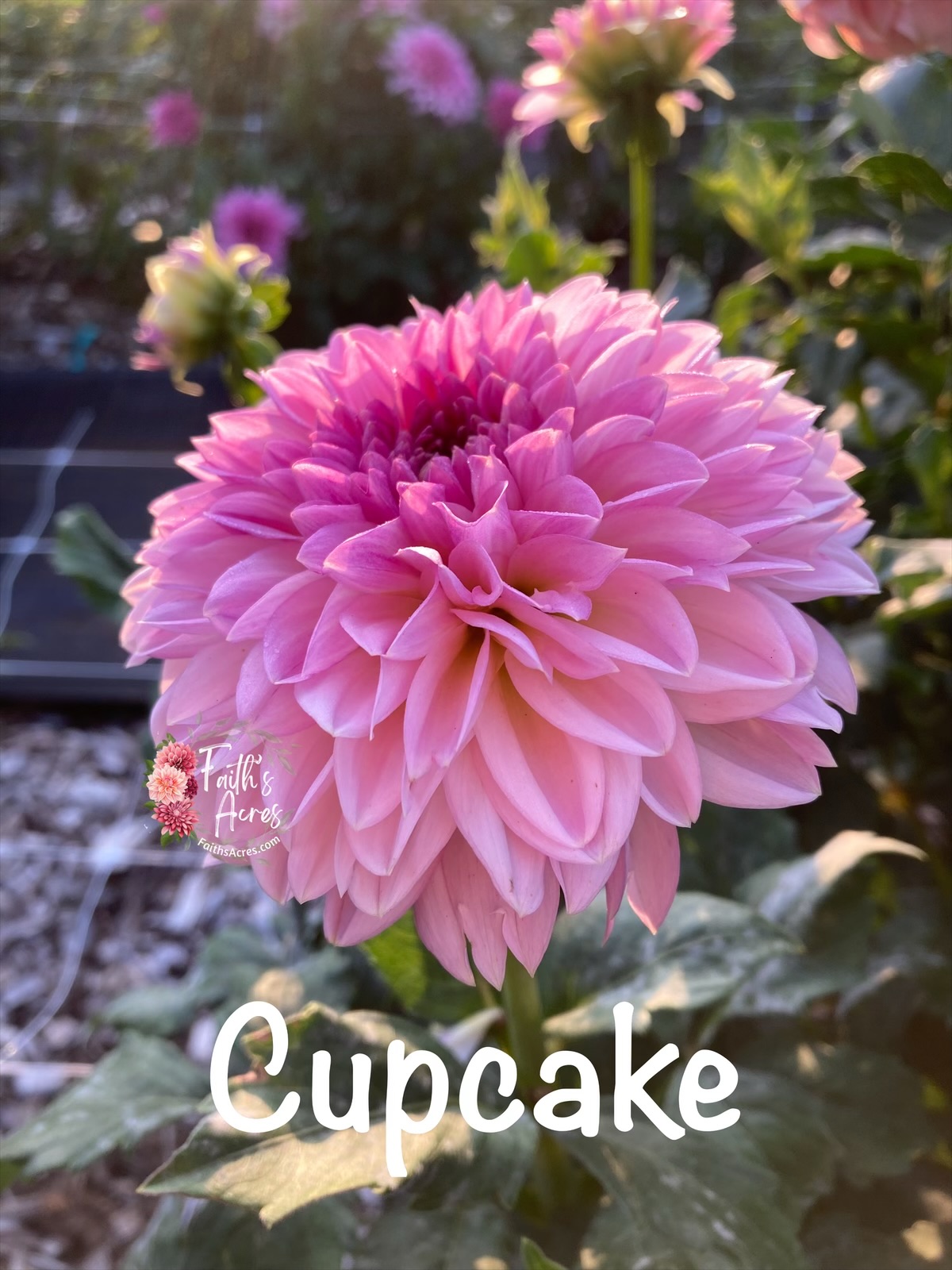 Cupcake - Image 2