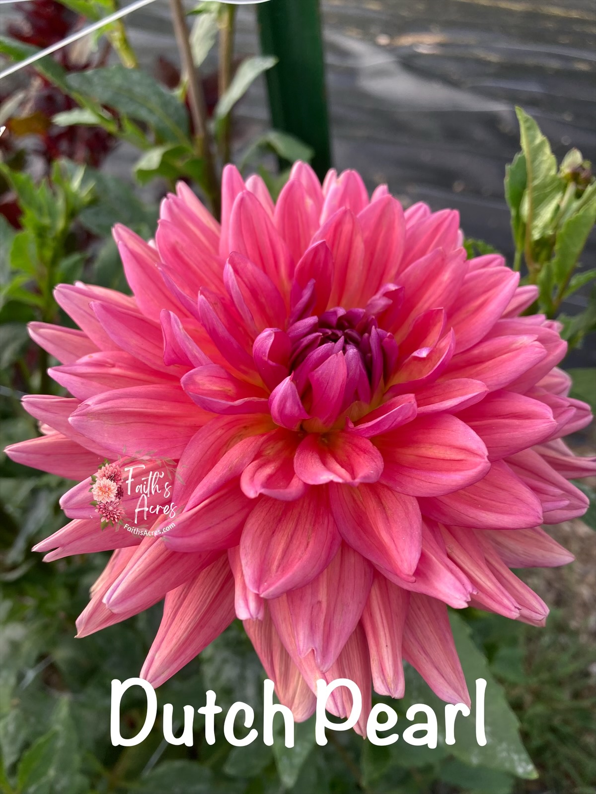 Dutch Pearl - Image 3