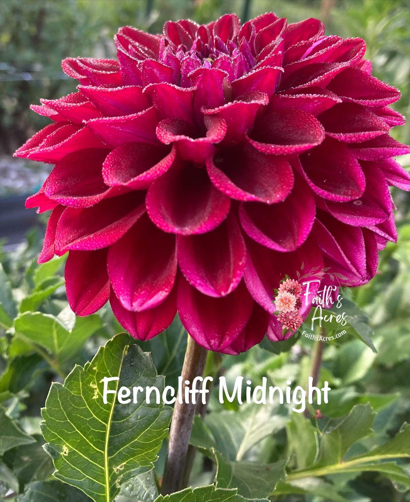 Ferncliff Midnight - Image 2