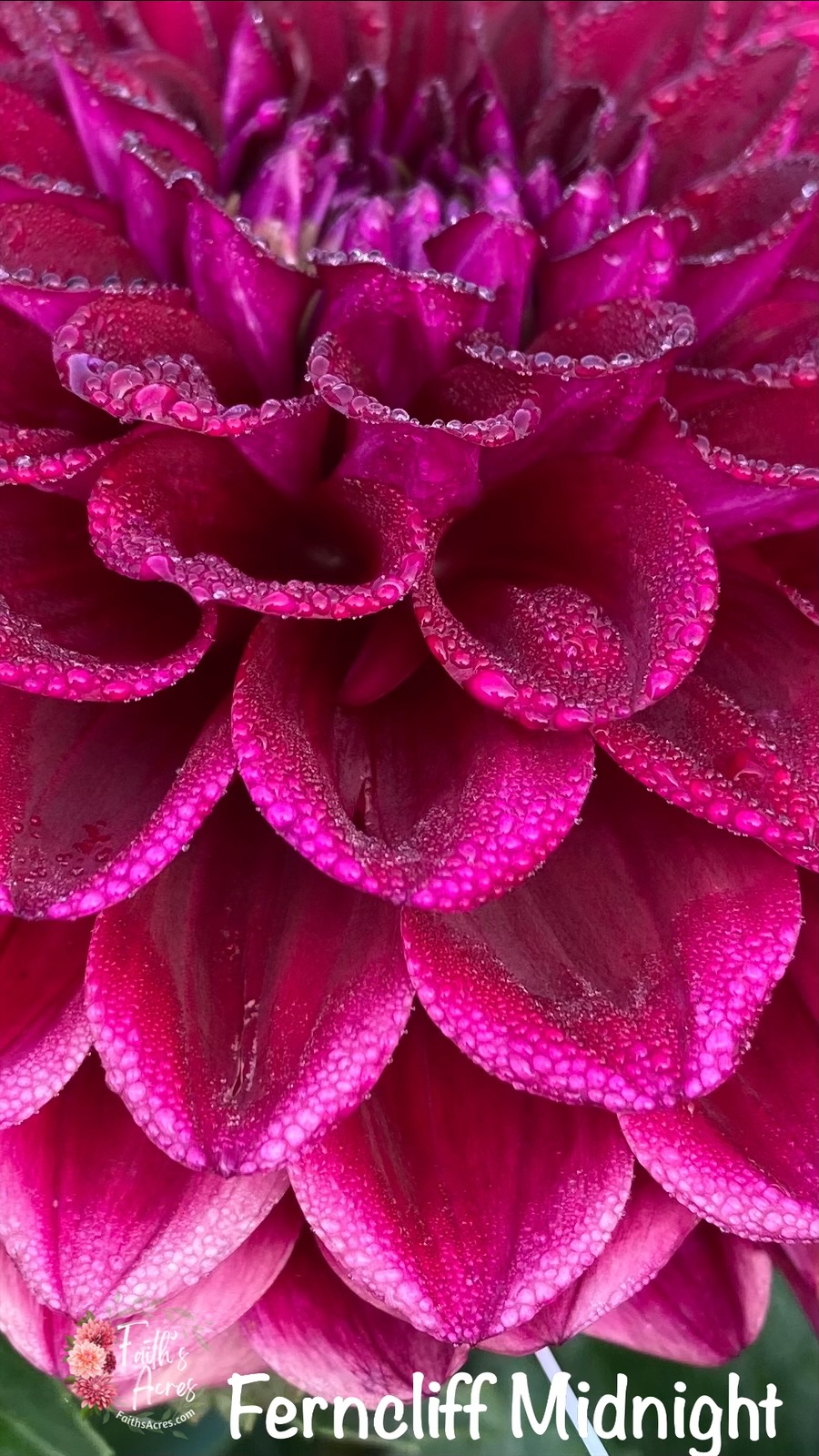 Ferncliff Midnight - Image 3