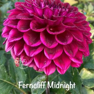 Ferncliff Midnight