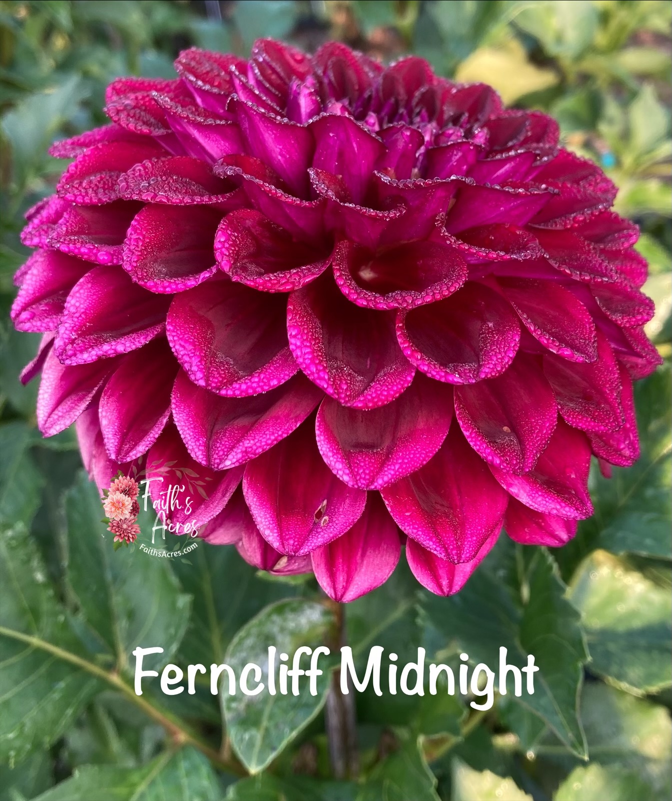 Ferncliff Midnight