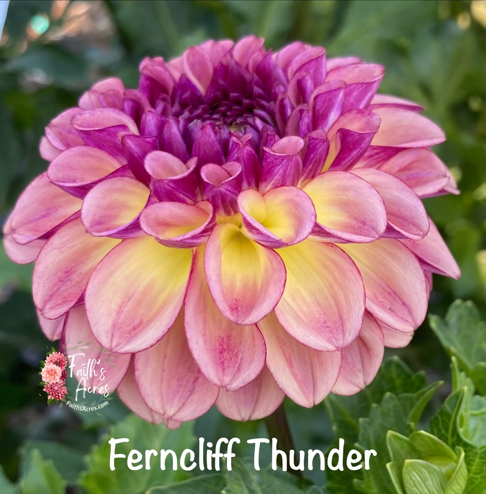 Ferncliff Thunder - Image 2
