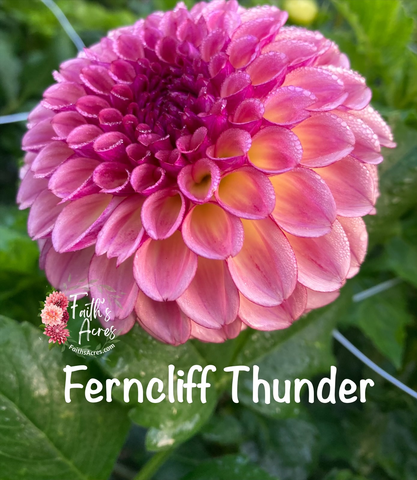 Ferncliff Thunder - Image 5