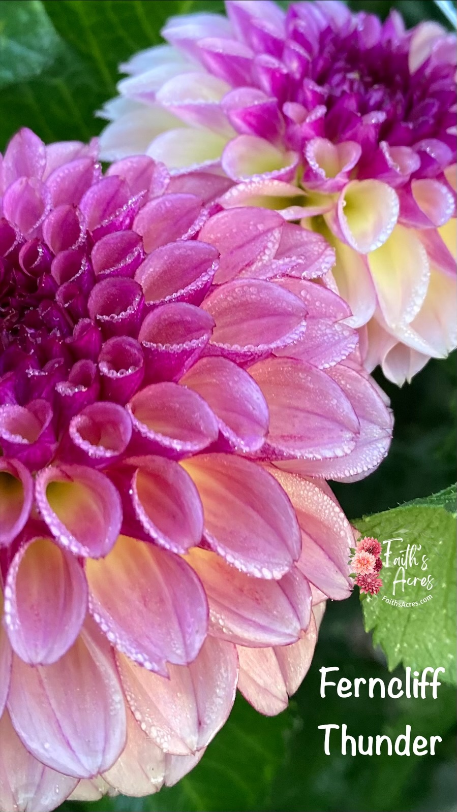 Ferncliff Thunder - Image 3