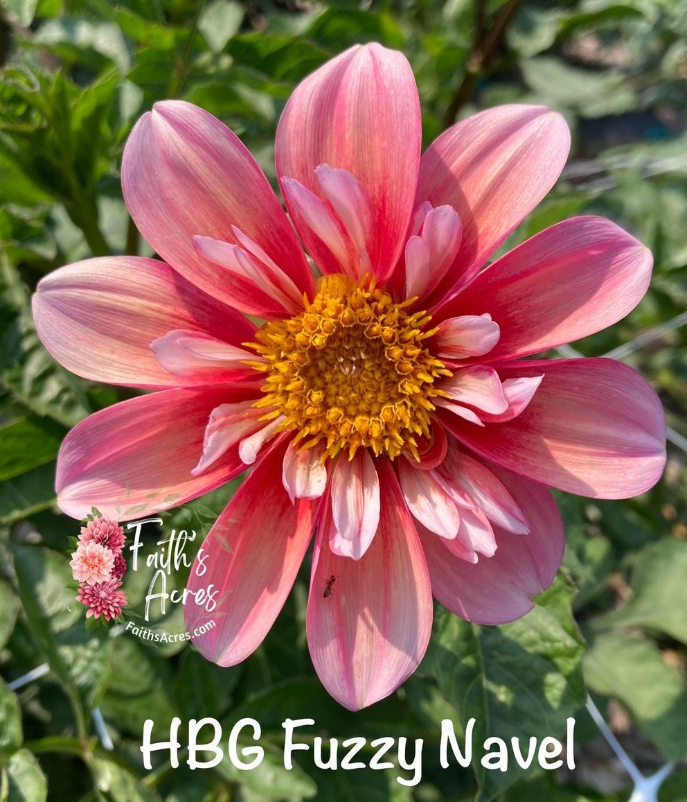 HBG Fuzzy Navel - Image 2