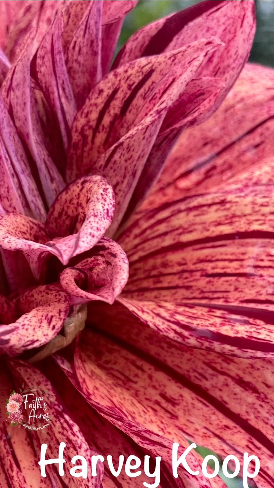 Harvey Koop - Image 2