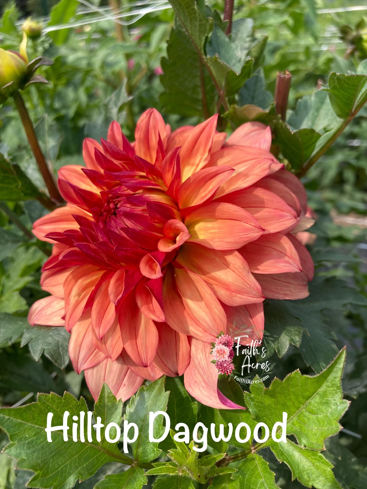 Hilltop Dagwood - Image 2