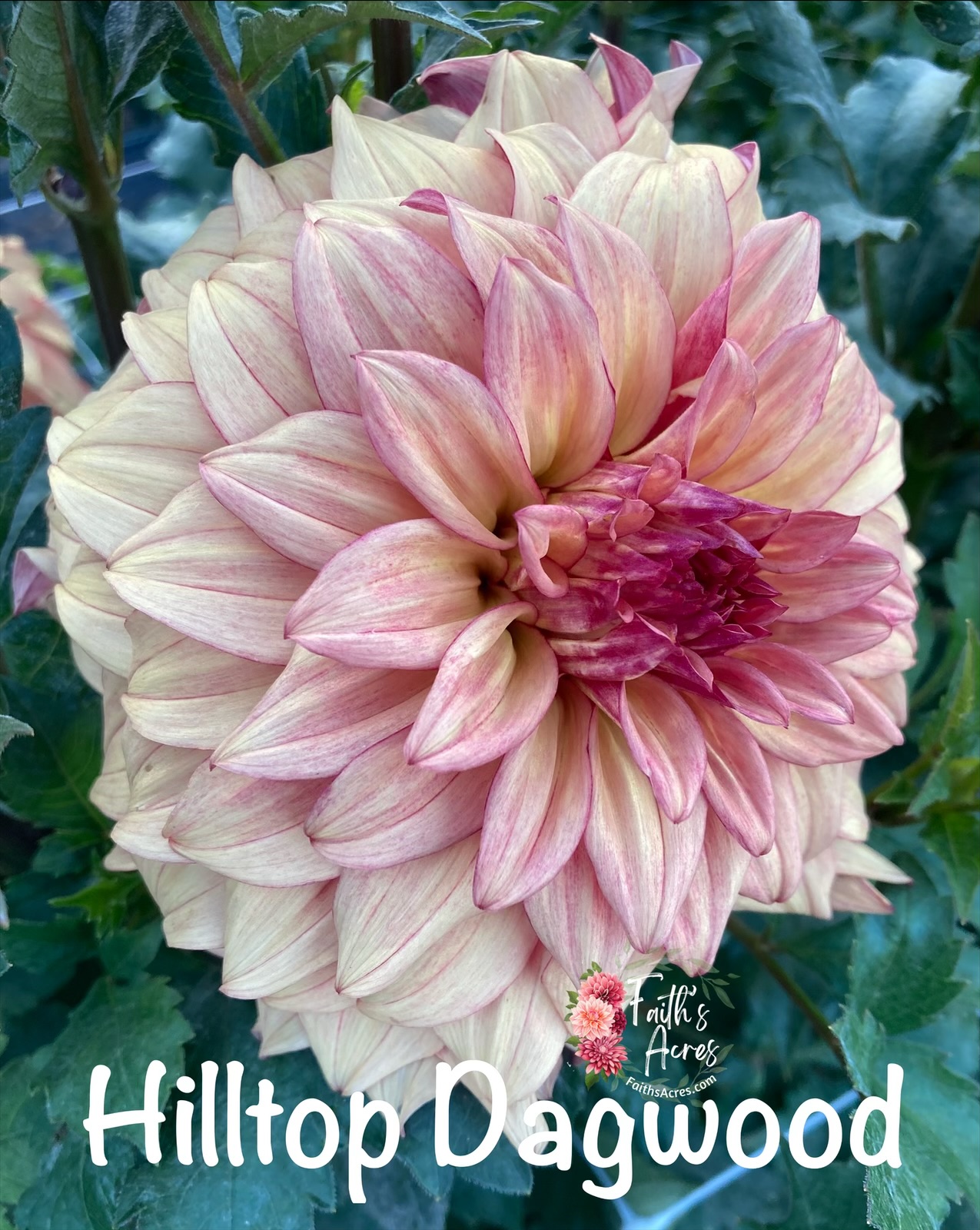 Hilltop Dagwood - Image 3