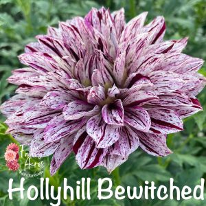 Hollyhill Bewitched
