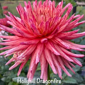 Hollyhill Dragonfire