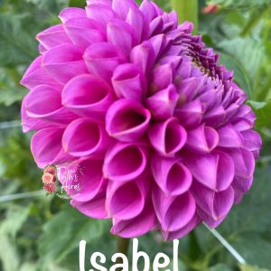 Isabel
