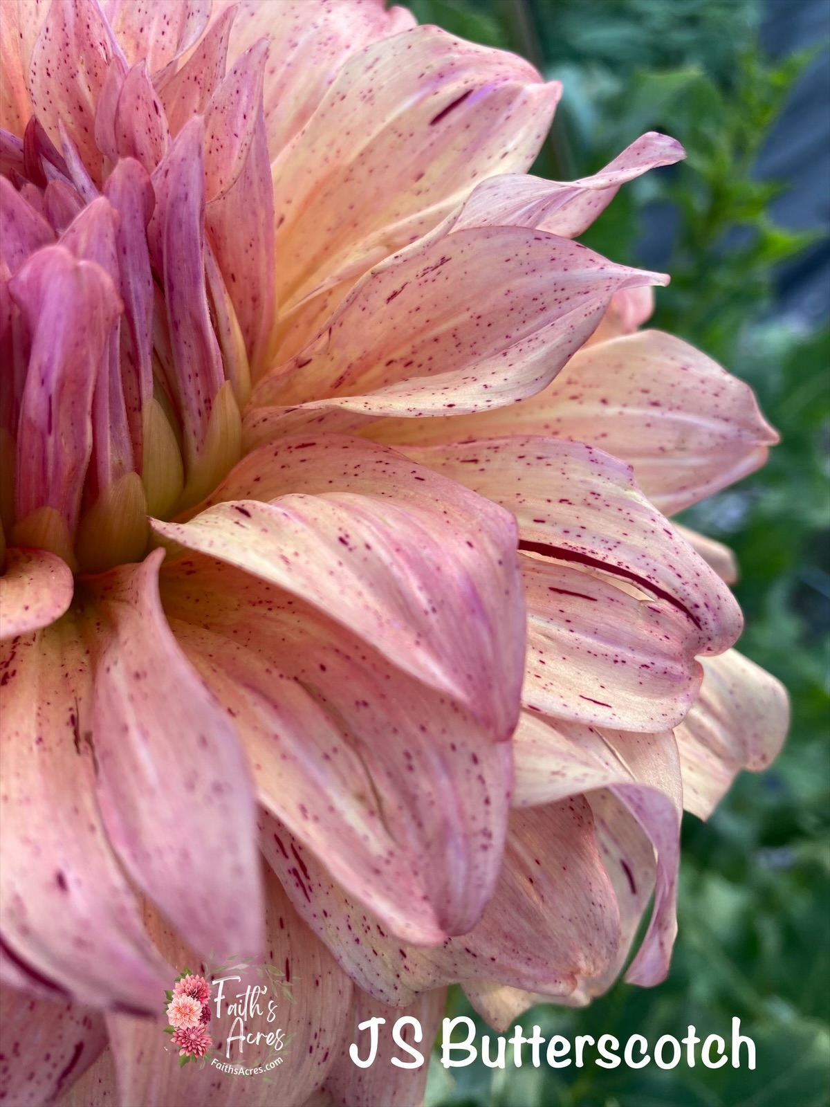 JS Butterscotch - Image 4