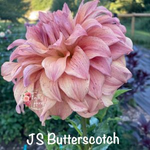 JS Butterscotch