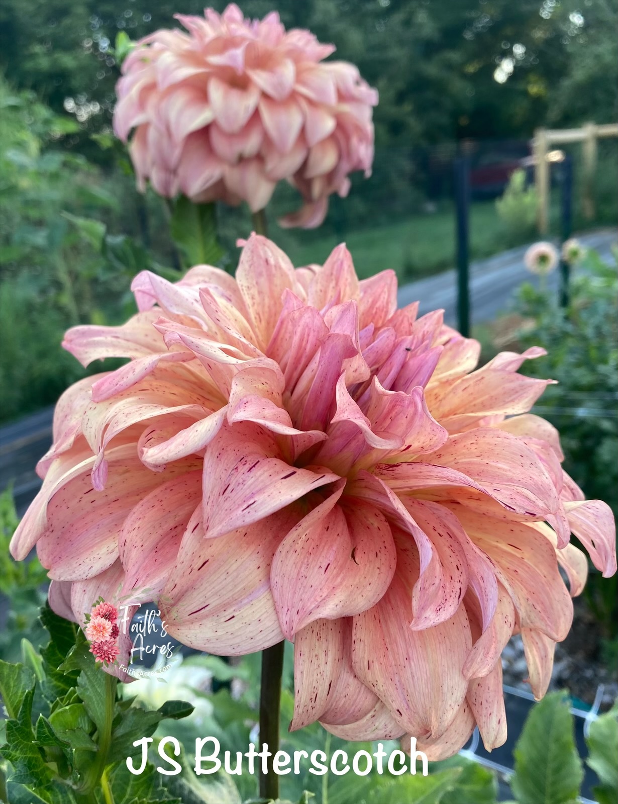 JS Butterscotch - Image 3